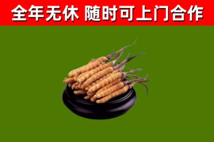 永新县回收散虫草