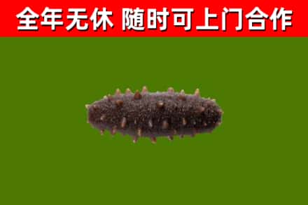 永新县回收海参干
